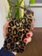 Apple iPhone 16 Promax Uyumlu Leopar Desenli Silikon Kılıf 1