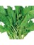 Tere Geniş Yaprak 10 gr Pınaper Tohumculuk 1
