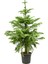 Arokarya Salon Çamı Bitkisi 'araucaira Heterophylla' 1