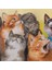 Kedi-Kuş, Kuş-Kedi - Yağlı Boya 4