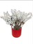 Yılbaşı Çiçeği Beyaz Pamuk Kokina Dal Vazo 1 Adet 60 cm 3