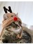 Kedi Şapkası Hediye Geyik Kedi Şapkası Sevimli Hayvan Noel Evcil Hayvan Aksesuarı 4