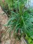 Madagaskar Dragon Ağacı Dracaena Marginata 80 cm 2