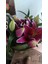 Lilyum Çiçeği (Kokulu Zambak Çiçeği - Lilium Stargazer) 2