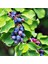 Şifalı Saskatoon Berry Fidanı 2 Adet 1