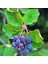 Şifalı Saskatoon Berry Fidanı 2 Adet 2