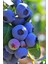 Şifalı Saskatoon Berry Fidanı 2 Adet 5