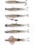 Swim Squid 9.5cm 5g 4 Adet Sahte Balık Cuttlefish 4