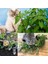 Kedi Nanesi Tohumu Catnip Nepeta Cataria 5