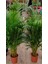 4 Yaş Areca Palmiyesi-Dypsis Lutescens 160-180 cm 1