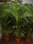 4 Yaş Areca Palmiyesi-Dypsis Lutescens 160-180 cm 2