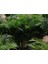 4 Yaş Areca Palmiyesi-Dypsis Lutescens 160-180 cm 3