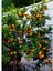 Satsuma Mandalina Fidanı - 3 Yaş Tüplü Fidan 1