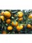 Satsuma Mandalina Fidanı - 3 Yaş Tüplü Fidan 2