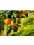 Satsuma Mandalina Fidanı - 3 Yaş Tüplü Fidan 3
