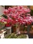 Acer Atropurpureum - Japon Akçaağacı (Kırmızı Yapraklı) 20-30 cm 1