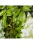 12 Paket (43,2 Ft) Yapay Wisteria Garland Düğün Dekoru (Beyaz) (Yurt Dışından) 5