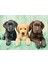 - 1000 Parça High Quality Collection Yetişkin Puzzle - Three Labs 2