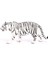 Wild Life Beyaz Kaplan 5