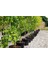 Mabet Ağacı [Ginkgo Biloba] Fidanı 20-30 cm boy 2