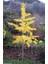 Mabet Ağacı [Ginkgo Biloba] Fidanı 20-30 cm boy 3