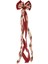 Bohem Siyah, Kırmızı Fiyonk 30 cm 1