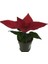 Thebestonline Mini Ponsetya, Atatürk Çiçeği, Saksıda 1