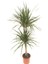 Dracena Marginata 2'li 1