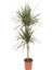 Dracena Marginata 2'li 2
