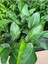 Starliçe Cennet Kuşu Strelitzia Nicolai 60-90 cm 2