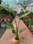 Starliçe Cennet Kuşu Strelitzia Nicolai 60-90 cm 3