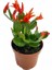 Schlumbergera Truncata Yılbaşı Çiçeği 2 Adet 2