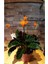 Calathea Crocata 1