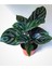 Calathea Beauty Star Dua Çiçeği 1