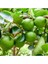 Tahiti Lime (Yeşil Limon) Fidanı +100 Cm 3 Yaş 1