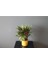 Calathea Rufibarba Ev Ofis Bitkisi Kalatya 1