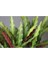 Calathea Rufibarba Ev Ofis Bitkisi Kalatya 2