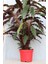 Kalatya - Calathea Rufibarba Wavestar - İthal 50-60 cm 1