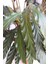 Kalatya - Calathea Rufibarba Wavestar - İthal 50-60 cm 2