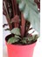 Kalatya - Calathea Rufibarba Wavestar - İthal 50-60 cm 3
