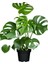 Deve Tabanı - Monstera Deliciosa 5 0 cm 1