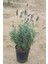 Lavandula Angustifolia Fidesi Saksıda 10-15 Cm 5 Adet 1