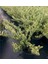 Alaca Yapraklı Ligustrum Fidesi Saksıda 15-30 cm 1