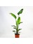Strelitzia Starliçe 80-110 cm Boyunda Çift Gövdeli Salon İç Mekan Bitkisi 1