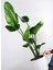 Strelitzia Starliçe 80-110 cm Boyunda Çift Gövdeli Salon İç Mekan Bitkisi 3