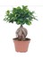 Bonsai 25 -30 cm Canlı Ev Salon Ofis Bitkisi 1