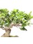 Bonsai 25 -30 cm Canlı Ev Salon Ofis Bitkisi 2