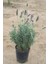 Lavandula Angustifolia Fidesi Saksıda 10-15 Cm 2 Adet 1