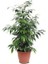 Benjamin Bitkisi 60 - 80 cm Ficus Benjamina Ofis Ev Salon Bitkisi 1