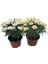 Thebestonline Argyranthemum Çeşme Papatyası 1 Adet 1